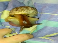 Zoophilia man loving snails